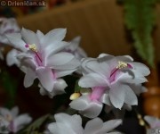 Schlumbergera Truncata - Vianočný Kaktus biely