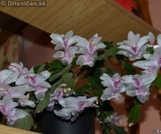 Schlumbergera Truncata - Vianočný Kaktus biely
