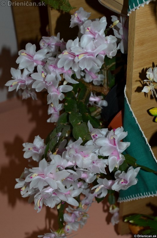 Schlumbergera Truncata - Vianočný Kaktus biely