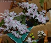 Schlumbergera Truncata - Vianočný Kaktus biely