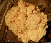 Korálovec jedľový - Hericium flagellum