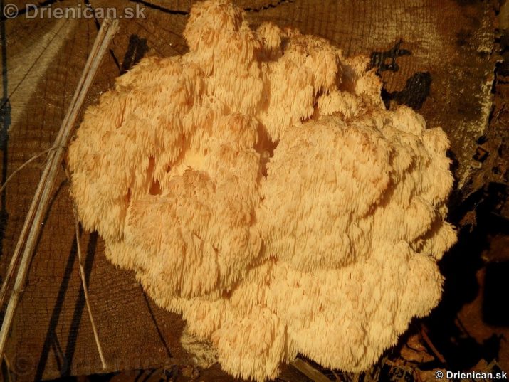 Korálovec jedľový - Hericium flagellum