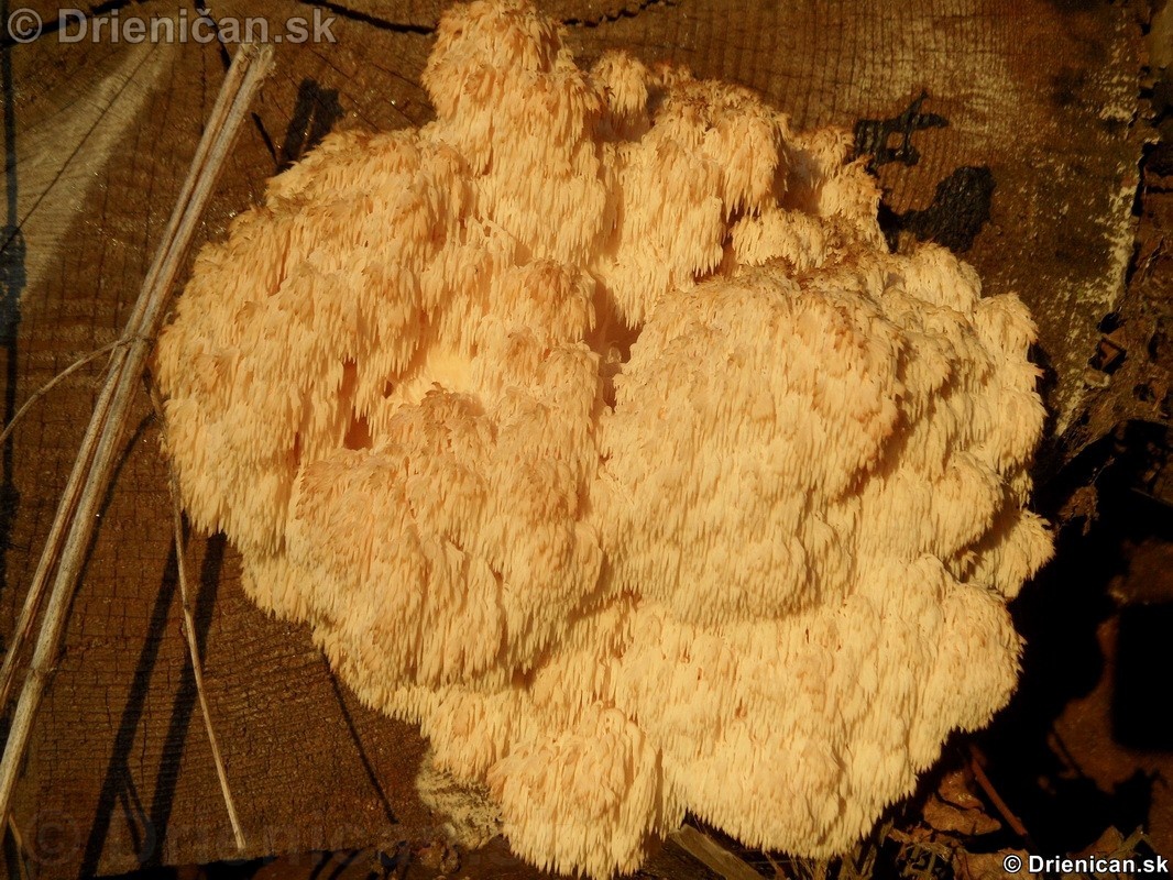 Korálovec jedľový - Hericium flagellum