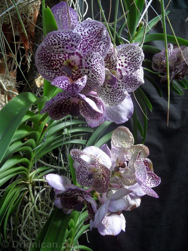 Výstava orchideí