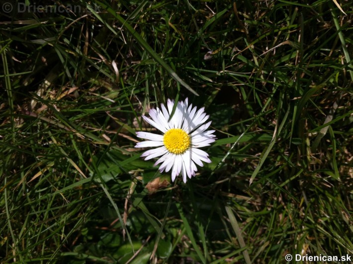 Prvé jarné kvety-poslovia jari