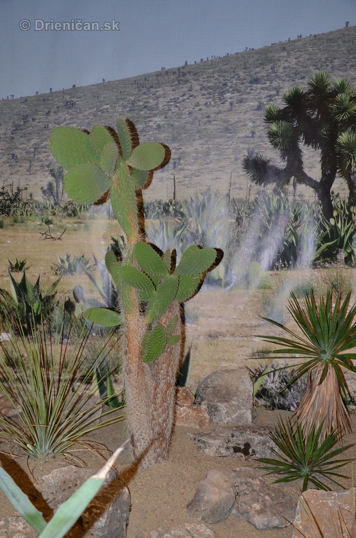 Kaktusy v botanickej zahrade kosice_009
