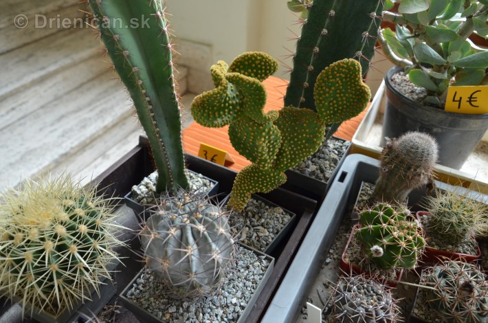 Kaktusy v botanickej zahrade kosice_031