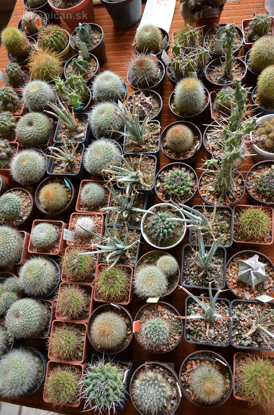 Kaktusy v botanickej zahrade kosice_034