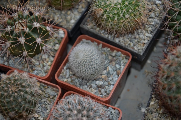Kaktusy v botanickej zahrade kosice_037