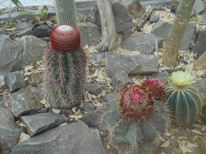 Kaktusy v botanickej zahrade kosice_047