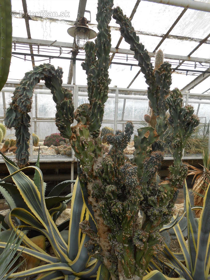 Kaktusy v botanickej zahrade kosice_051