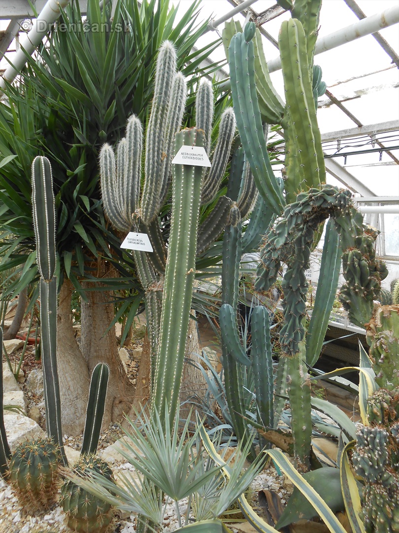 Kaktusy v botanickej zahrade kosice_052