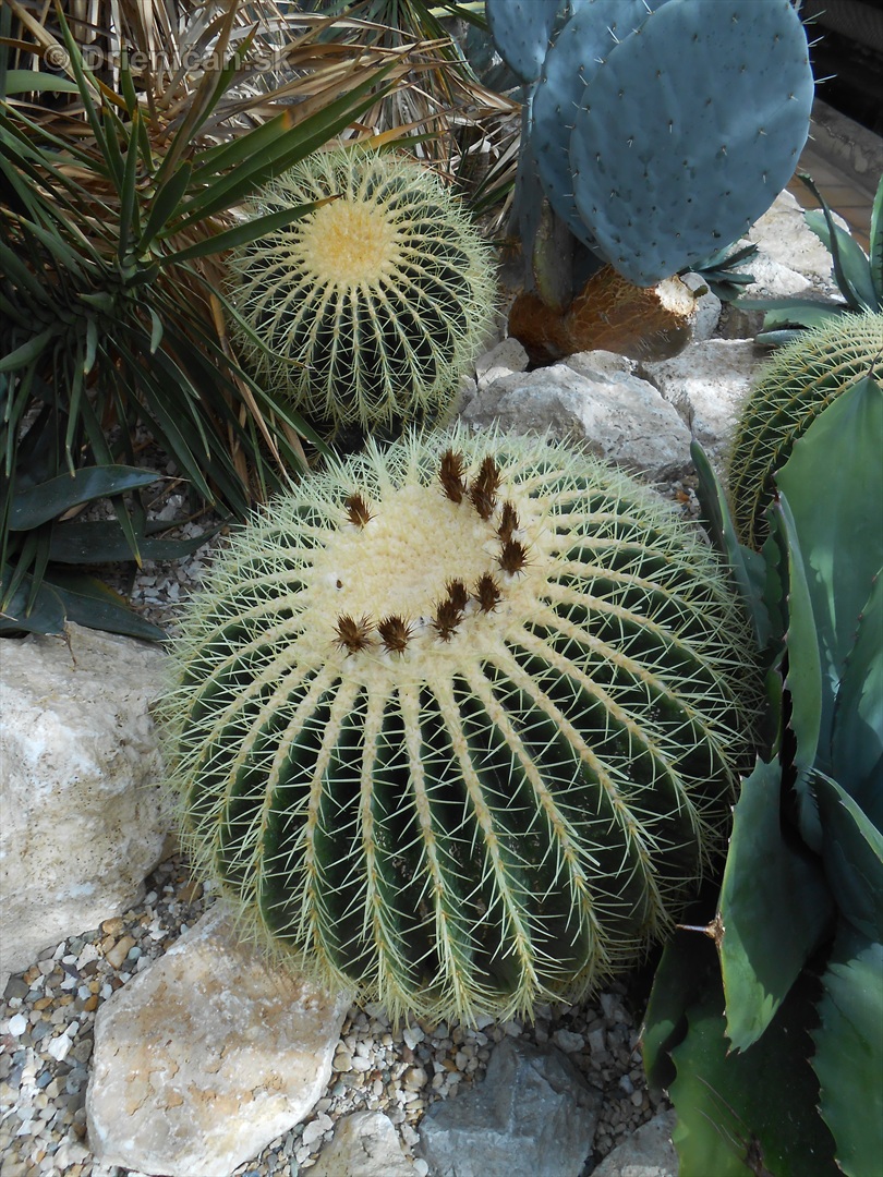 Kaktusy v botanickej zahrade kosice_053