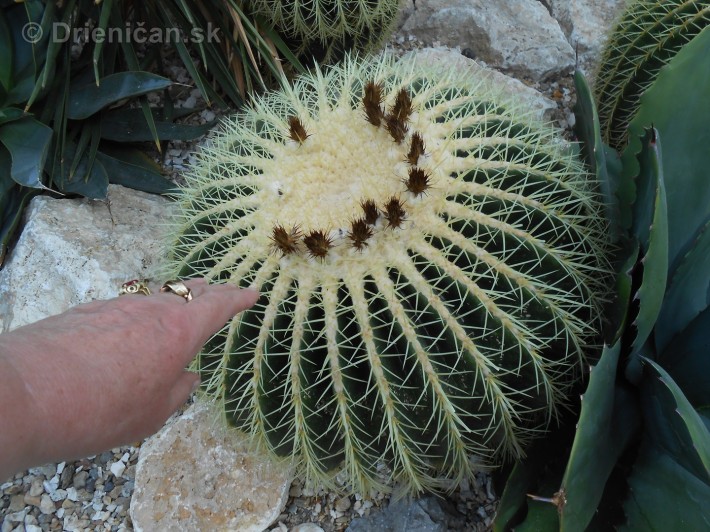 Kaktusy v botanickej zahrade kosice_054