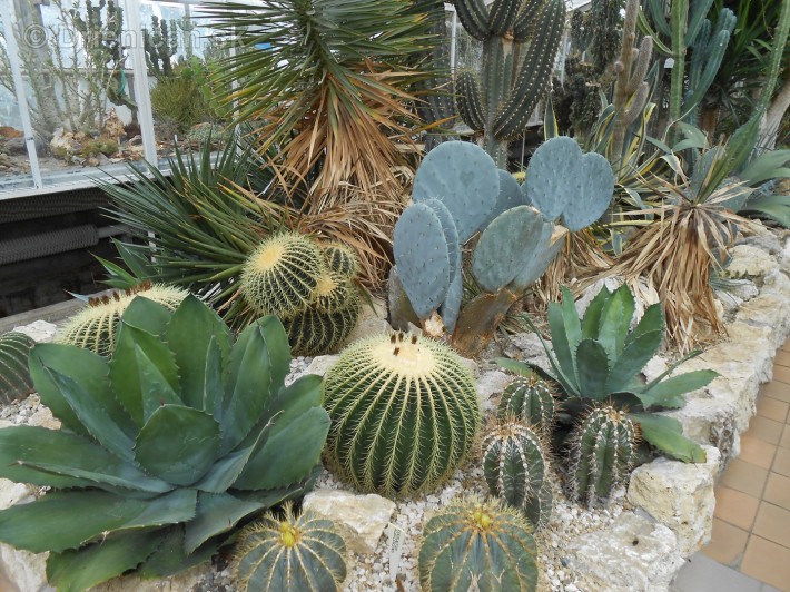 Kaktusy v botanickej zahrade kosice_057