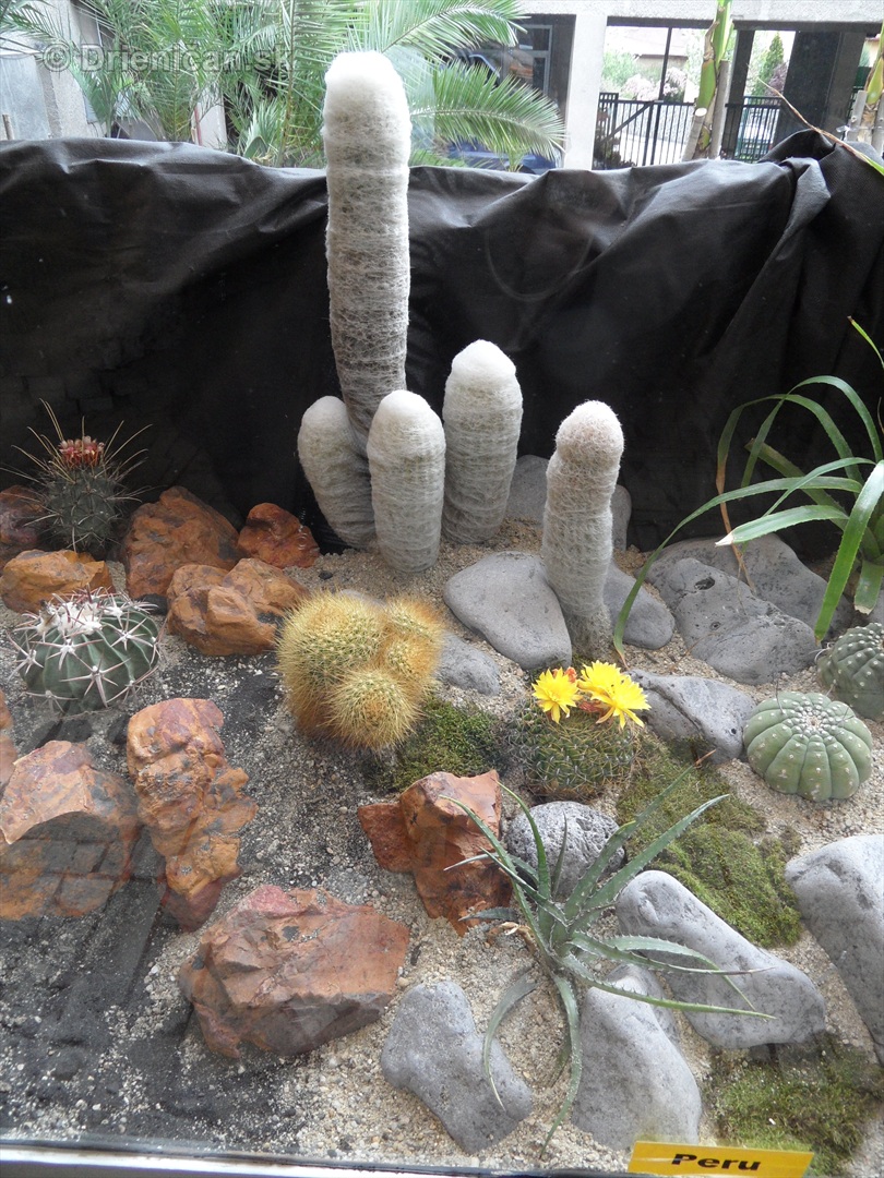Kaktusy v botanickej zahrade kosice_060