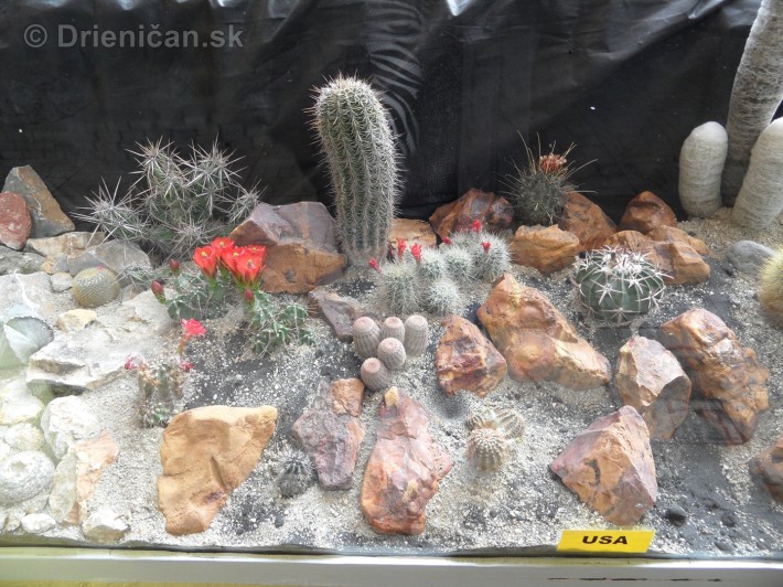 Kaktusy v botanickej zahrade kosice_061
