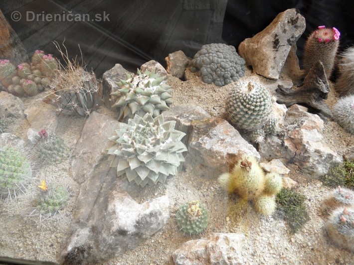 Kaktusy v botanickej zahrade kosice_066