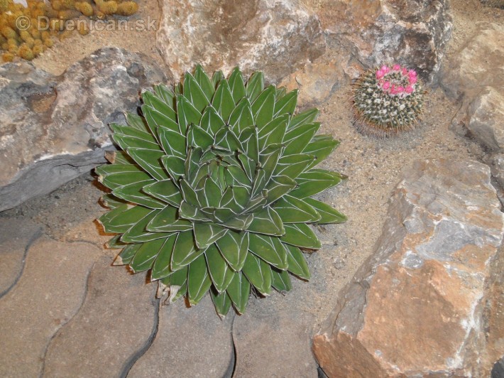 Kaktusy v botanickej zahrade kosice_073