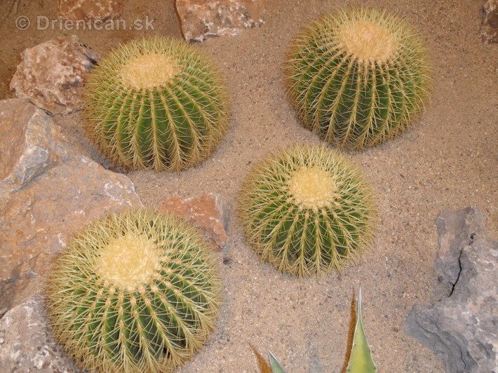 Kaktusy v botanickej zahrade kosice_075