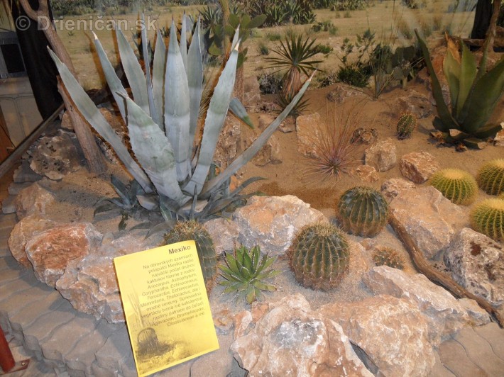 Kaktusy v botanickej zahrade kosice_077