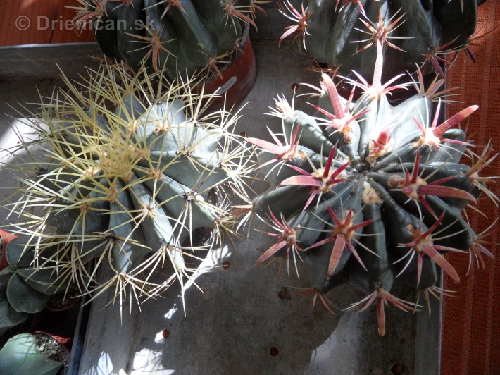 Kaktusy v botanickej zahrade kosice_093