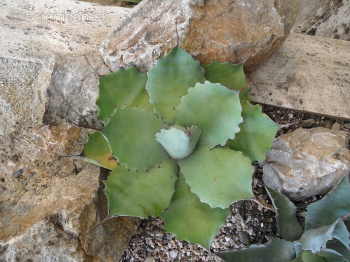 Kaktusy v botanickej zahrade kosice_094