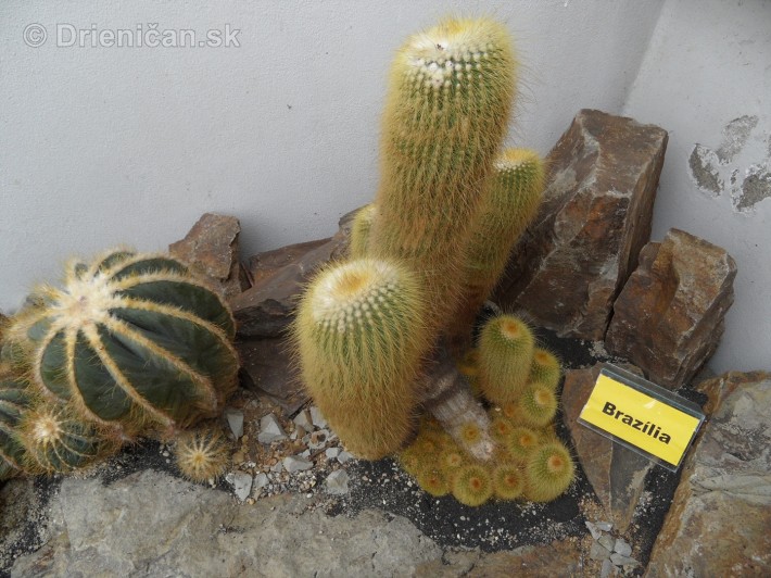 Kaktusy v botanickej zahrade kosice_101