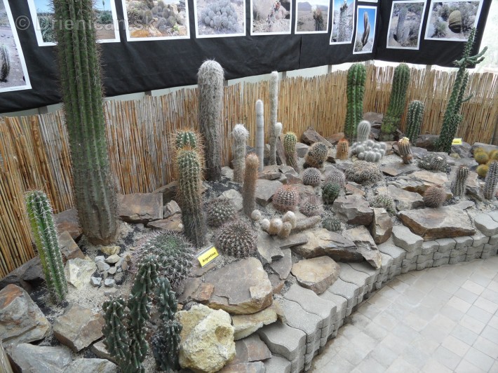 Kaktusy v botanickej zahrade kosice_103