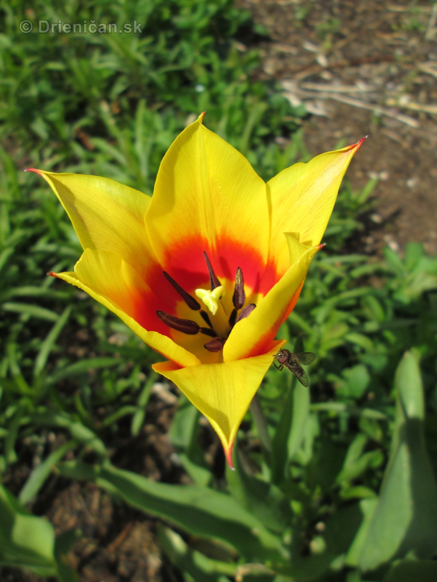Spring in Powerscourt Gardens_45