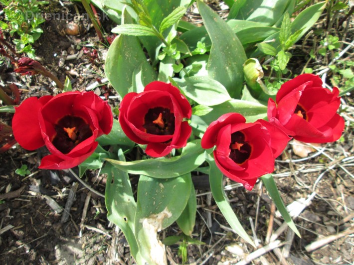 Spring in Powerscourt Gardens_53