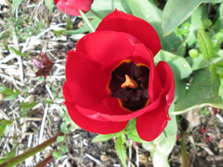 Spring in Powerscourt Gardens_54