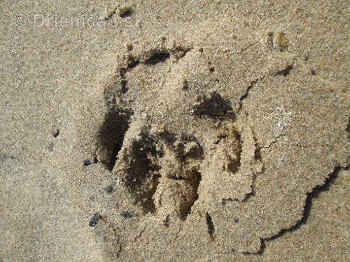 Psia tlapka v piesku