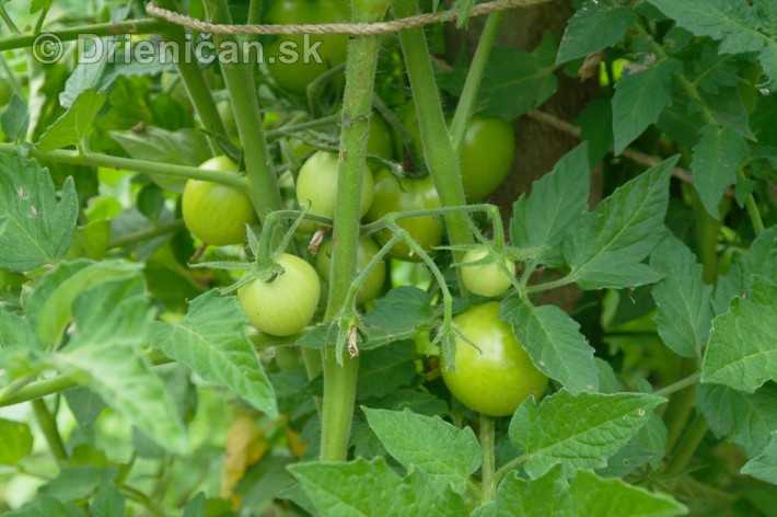 Tieto paradajky alebo často nazývané aj rajčiaky sa po slnečnom kúpeli, zmenia na červené.