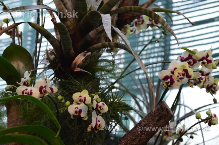 Vystava orchidei KE_19