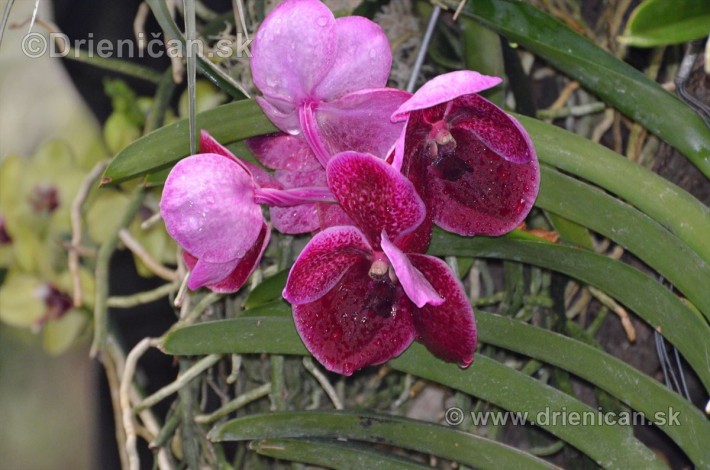 Vystava orchidei KE_25