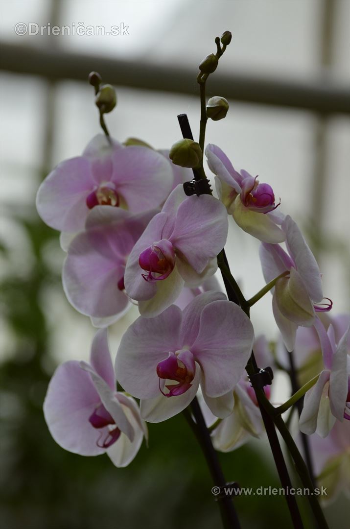 Vystava orchidei KE_37