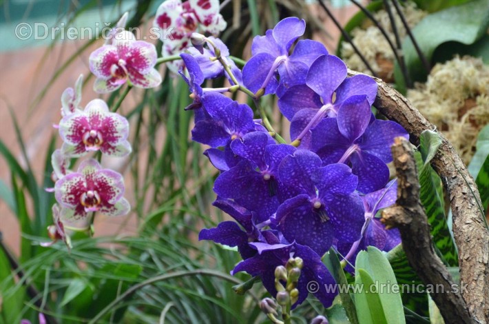 Vystava orchidei KE_39