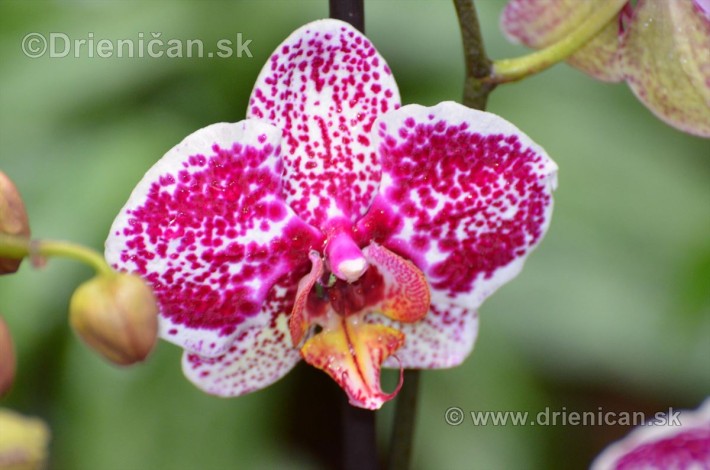 Vystava orchidei KE_41