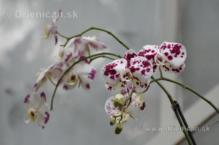 Vystava orchidei KE_42