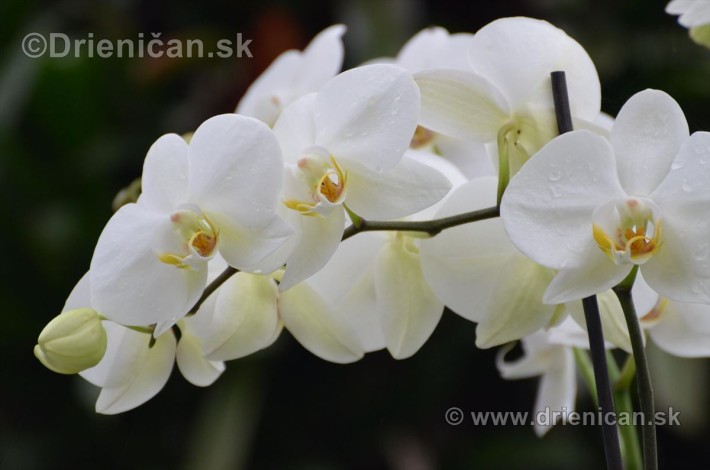 Vystava orchidei KE_46