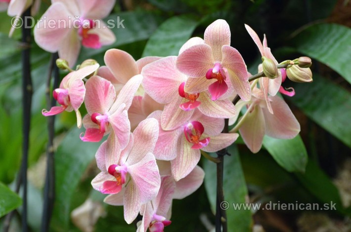 Vystava orchidei KE_47