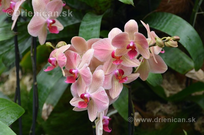 Vystava orchidei KE_63
