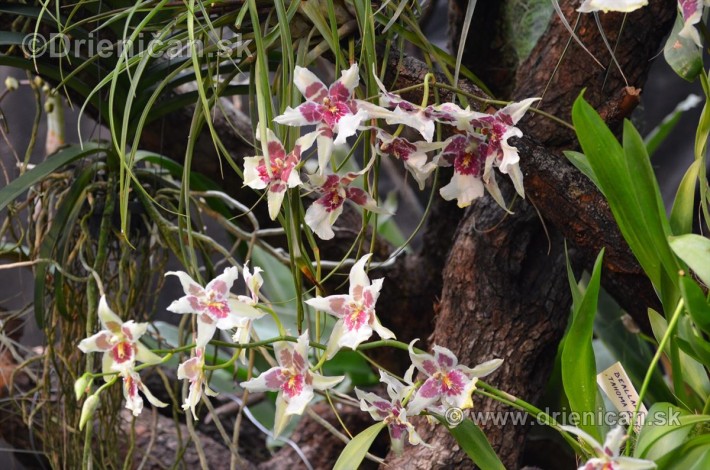 Vystava orchidei KE_65