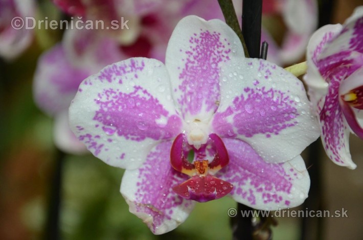 Vystava orchidei KE_85