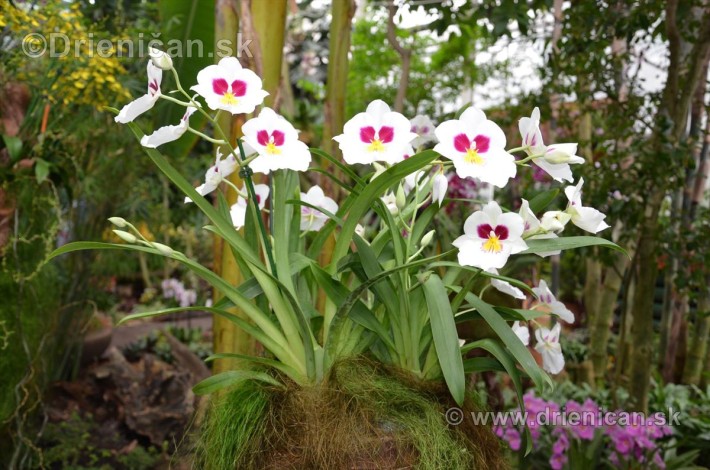 Vystava orchidei KE_88