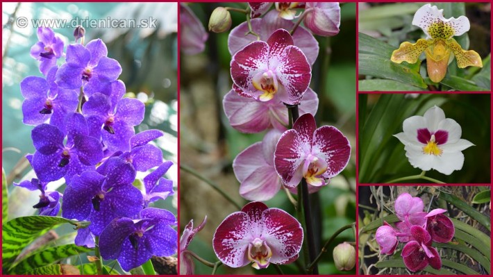 Orchidea foto koláž