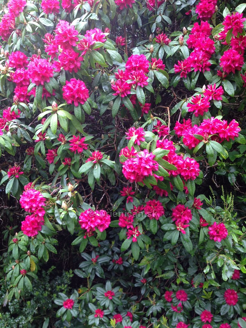 Rododendrony foto_04