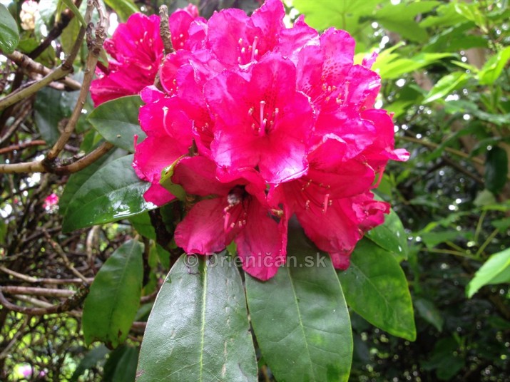 Rododendrony foto_06