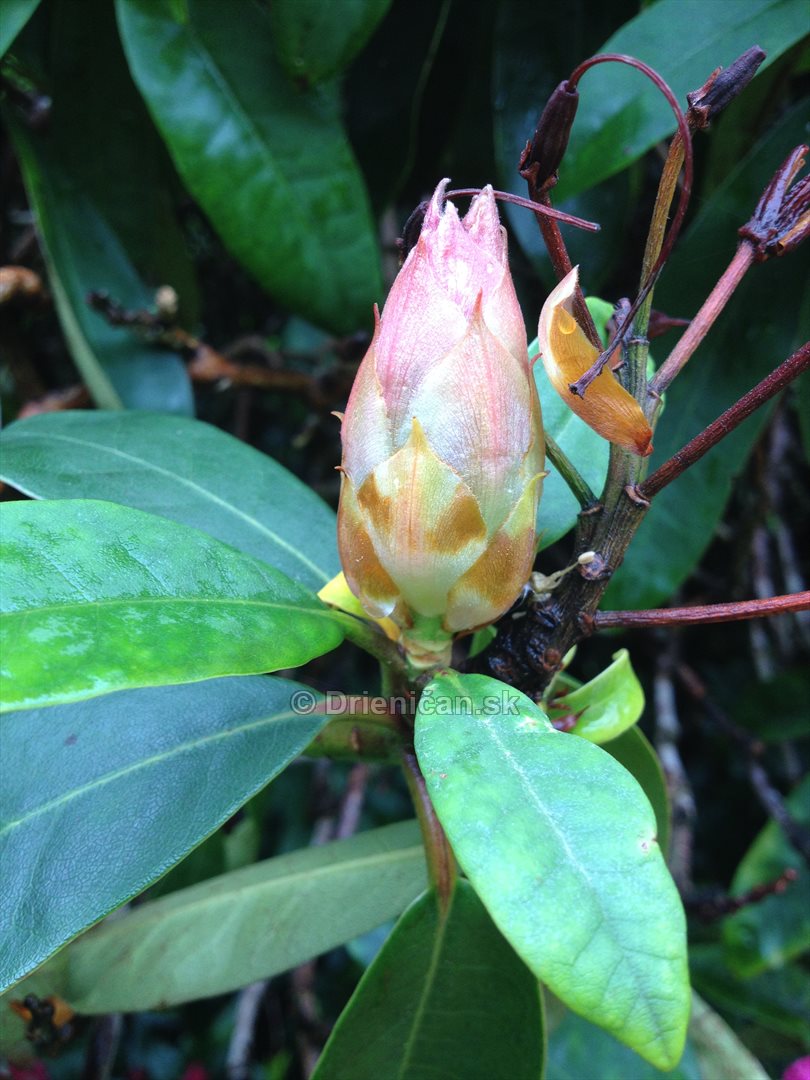 Rododendrony foto_07